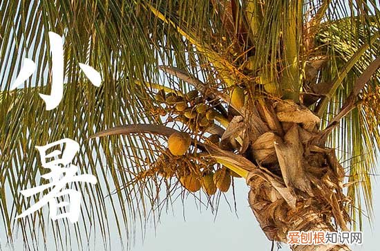 2023年小暑和大暑的时间