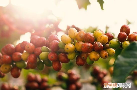 什么时候入伏什么时候出伏2023