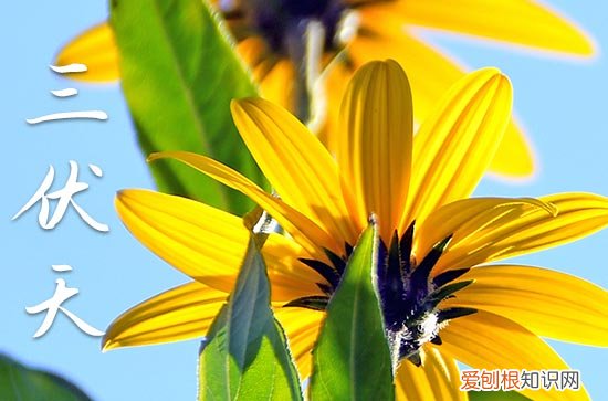 今年三伏依旧是40天