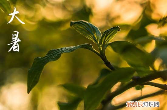 今年大暑什么时间2023