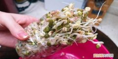 一年四季随时在家可以吃豆芽,在家里自己生豆芽菜的简单方法
