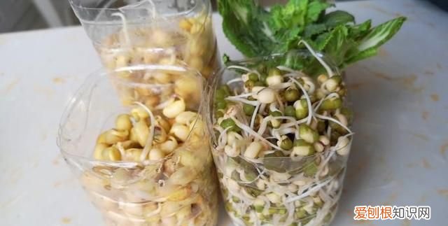 一年四季随时在家可以吃豆芽,在家里自己生豆芽菜的简单方法