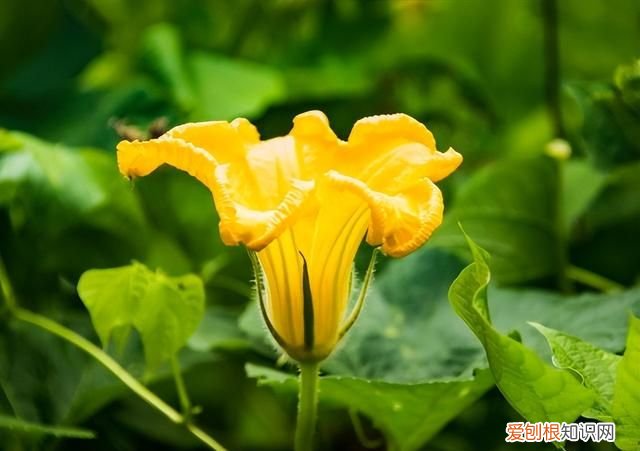 10种不起眼的蔬菜 备受争议的6种蔬菜