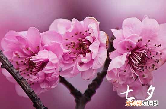 七夕送情人节祝福语2023