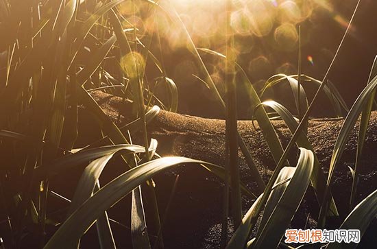 2023初伏是哪一天 今年三伏天什么时候入伏