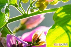 2023年大暑几时几分