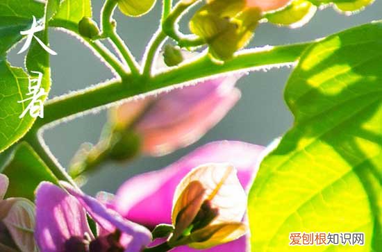 2023年大暑几时几分