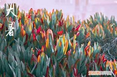 2023年大暑是几点几分