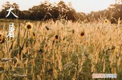 2023年大暑是几月几日星期几