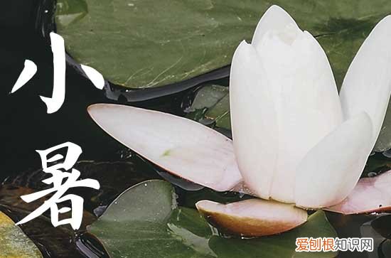 2023年小暑是入伏的头一天吗