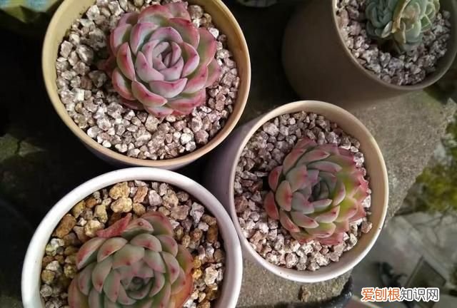 便宜还好用的椰糠营养土