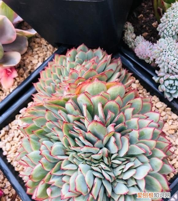 便宜还好用的椰糠营养土