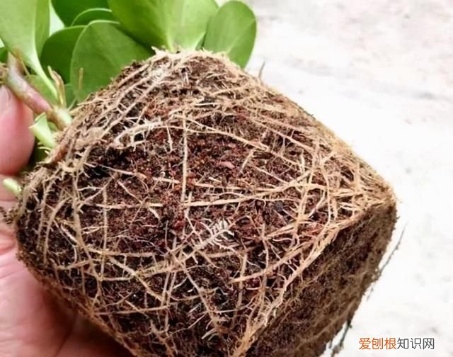 便宜还好用的椰糠营养土