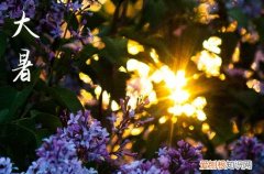 大暑适合种什么农作物 大暑可以种什么菜