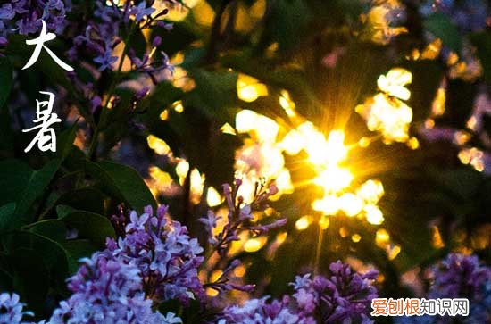 大暑适合种什么农作物 大暑可以种什么菜