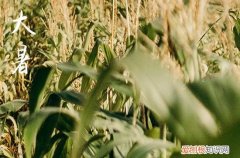 大暑适合吃什么食物 大暑适合吃什么水果