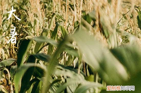 大暑适合吃什么食物 大暑适合吃什么水果