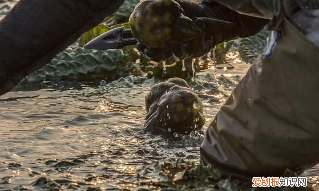 新鲜的芡实怎么去壳