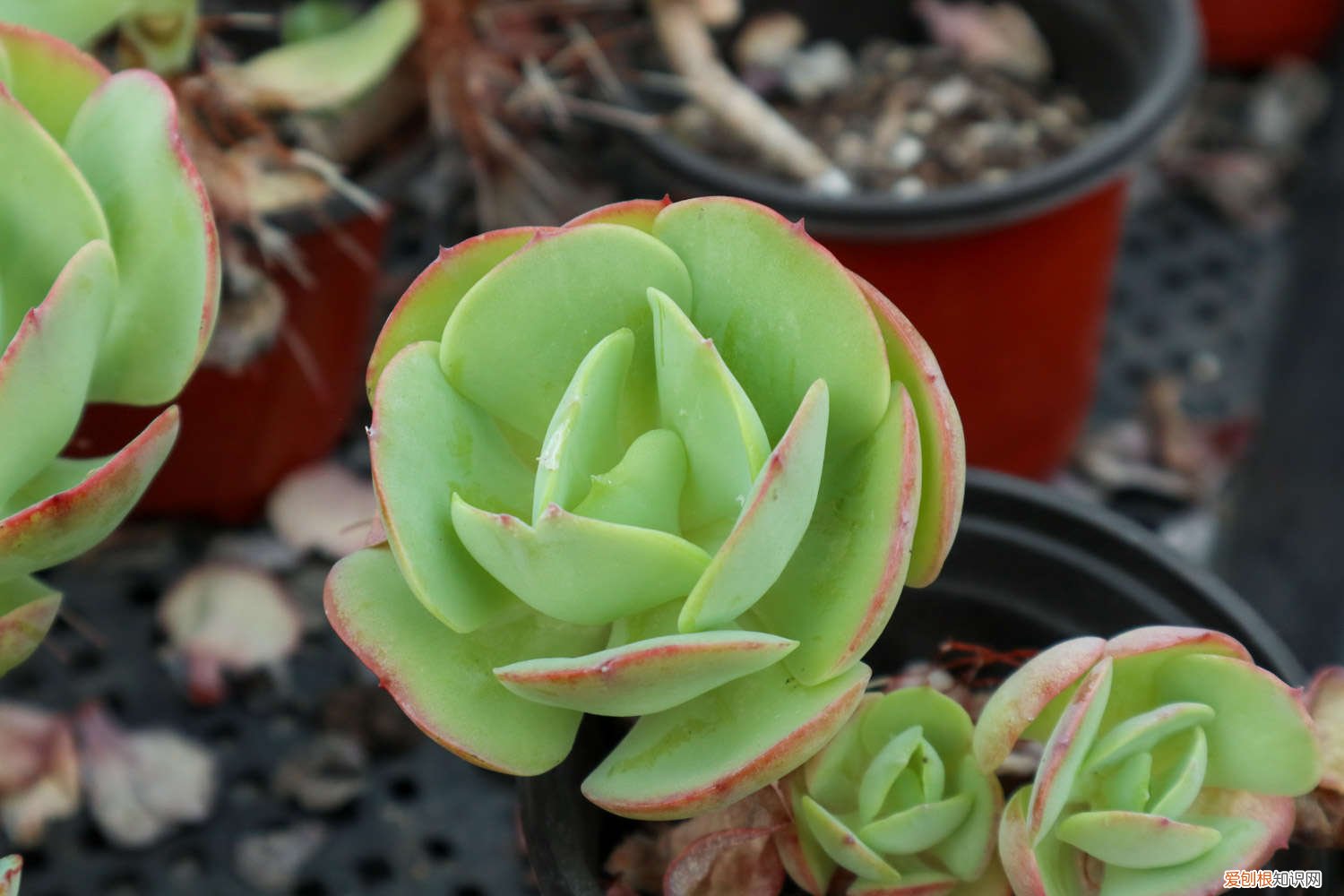 建筑用的沙子可以养多肉吗 工地上的沙子能种多肉