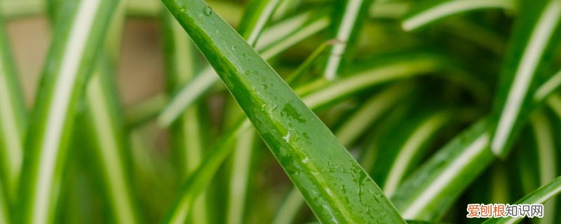 家庭养吊兰施什么肥料长得好 吊兰施什么肥料长得好，吊兰花图片