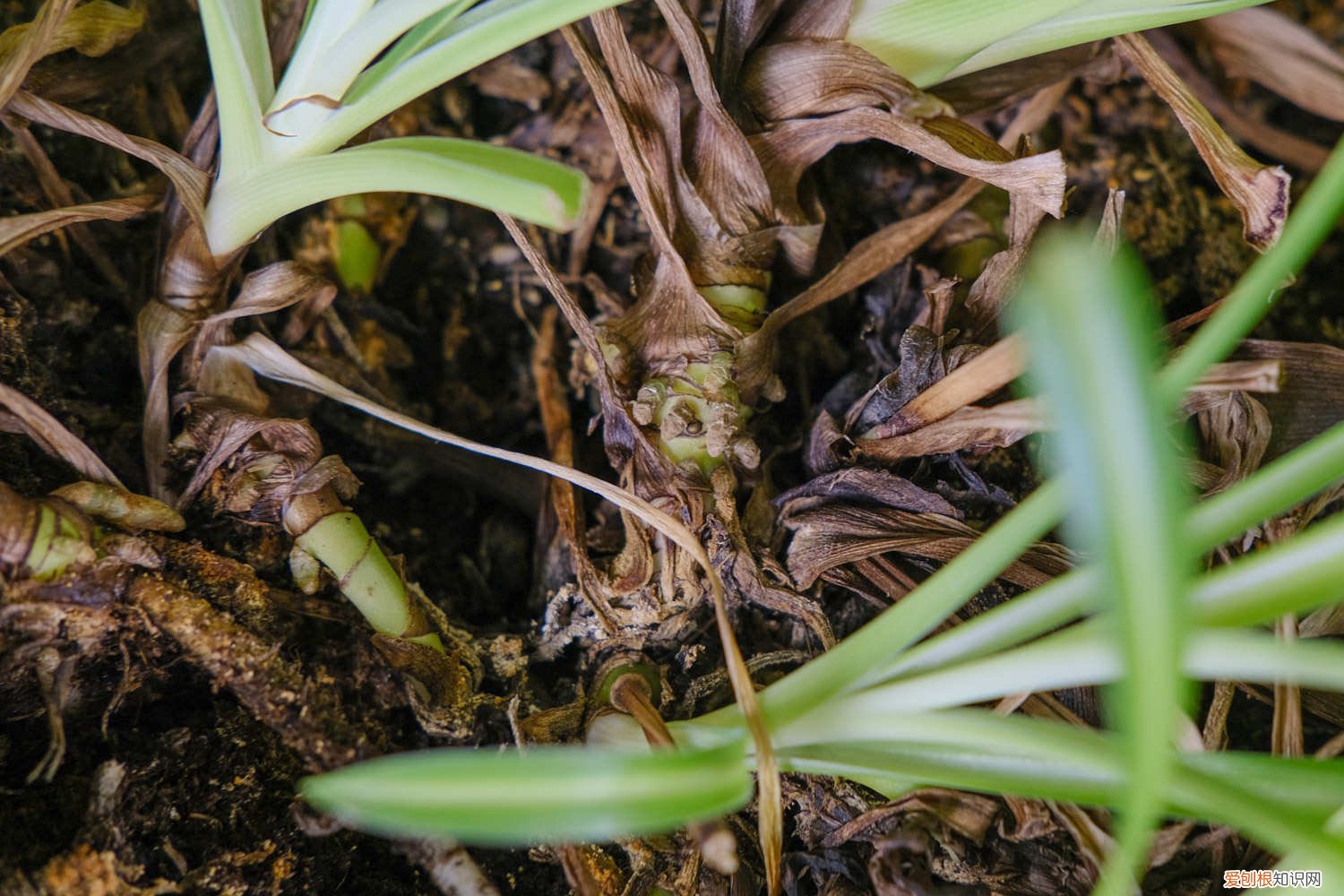 家庭养吊兰施什么肥料长得好 吊兰施什么肥料长得好，吊兰花图片