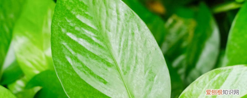 绿萝打鸡蛋 一个鸡蛋就可以让绿萝疯长，让绿萝疯长的妙招