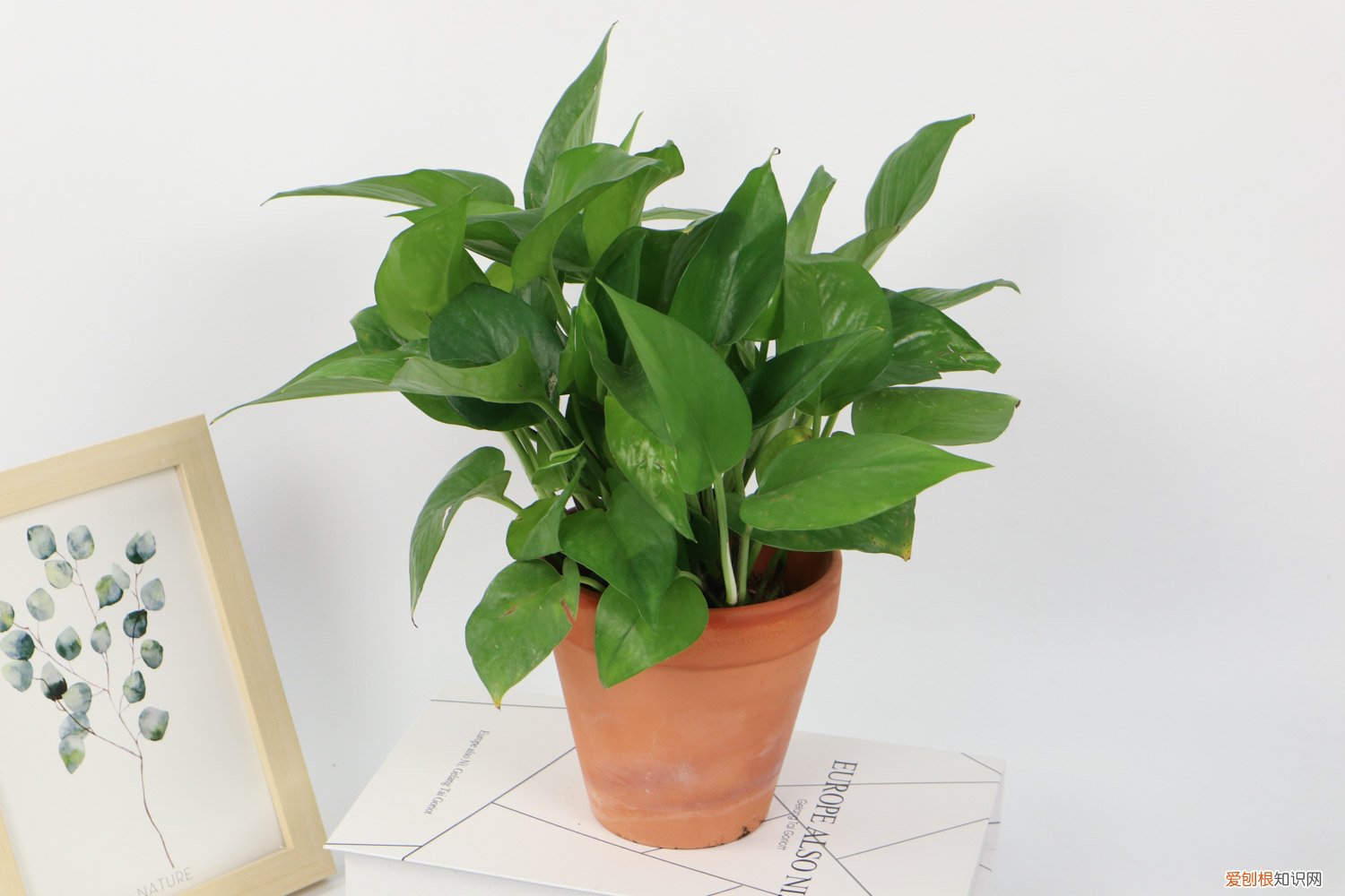 绿萝打鸡蛋 一个鸡蛋就可以让绿萝疯长，让绿萝疯长的妙招