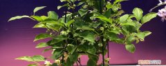 软枣猕猴桃种植技术与管理 软枣猕猴桃的种植技术