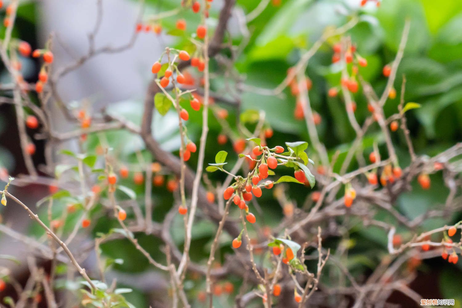 枸杞子树的剪枝方法 枸杞树修剪的口诀
