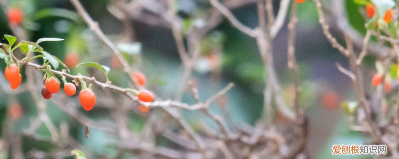 枸杞子树的剪枝方法 枸杞树修剪的口诀
