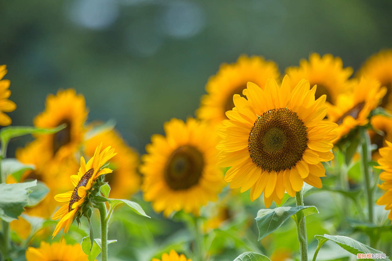 向日葵种植过程记录表 向日葵种植过程记录
