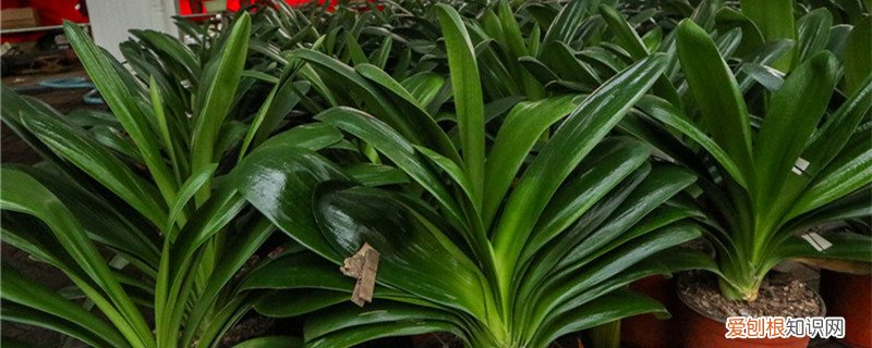 绿植养护知识和方法的手抄报 绿植养护知识和方法