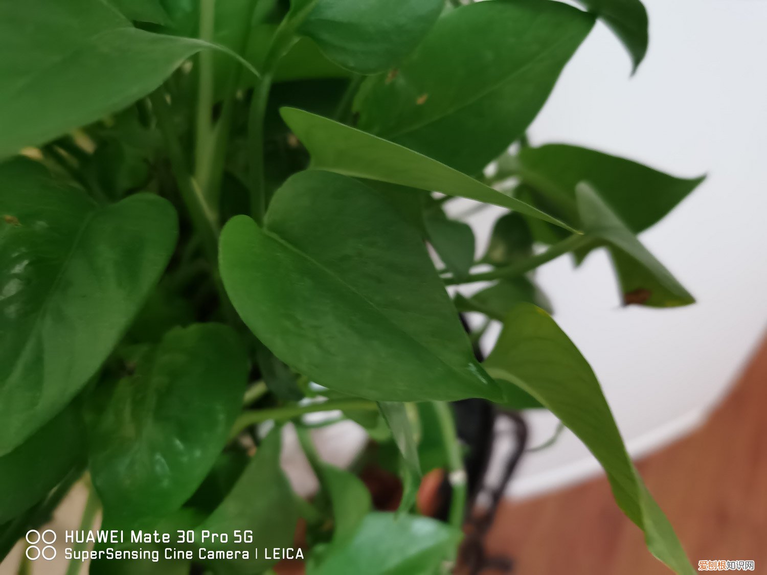 绿植养护知识和方法的手抄报 绿植养护知识和方法