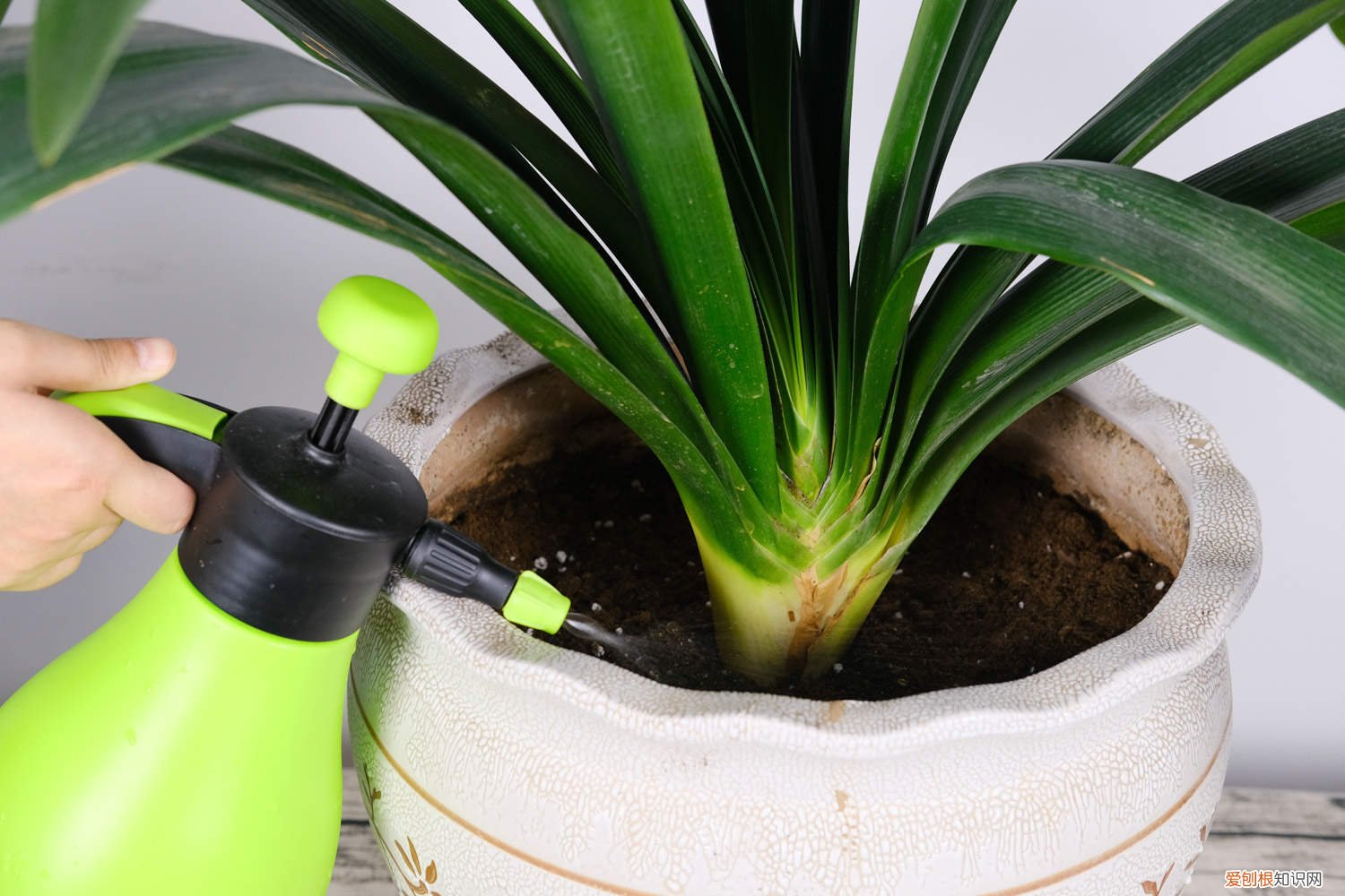 君子兰不爱开花咋办 君子兰不开花处理方法