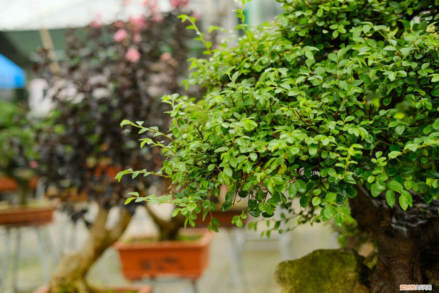 榆树盆景浇水口诀图片 榆树盆景浇水口诀