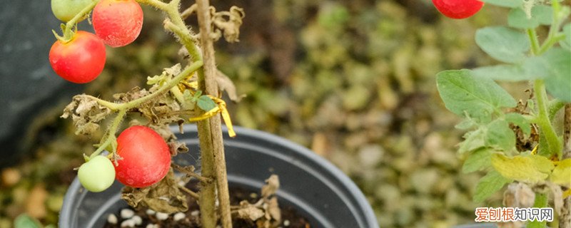 温室番茄栽培技术 蕃茄栽培技术