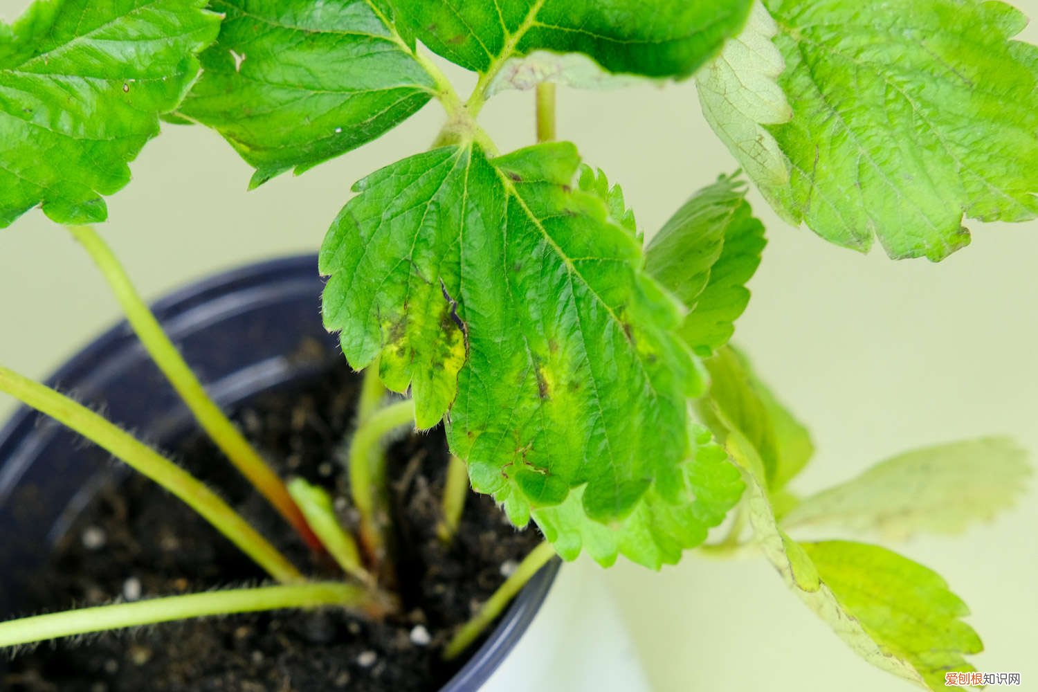 四季草莓如何种植 四季草莓的种植方法和技术