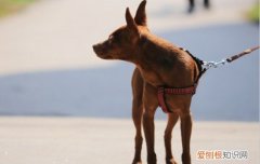 小鹿犬优点缺点有什么呢 小鹿犬优点缺点有什么