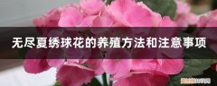 无尽夏绣球的养殖方法及注意事项 无尽夏绣球花的养殖方法和注意事项