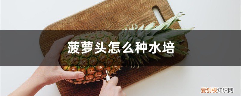 水培菠萝怎么移植到土壤里 菠萝头怎么种水培