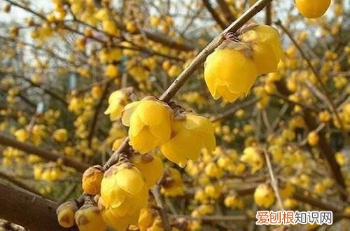 腊梅什么季节栽 腊梅什么时候种植好？这两个季节别错过，不然要等很久！