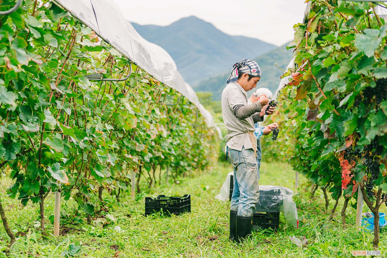 葡萄苗买多少年的好 买葡萄苗几年的最好，怎么栽种