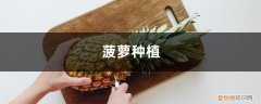 菠萝啥时候种植 菠萝种植，什么时候种植