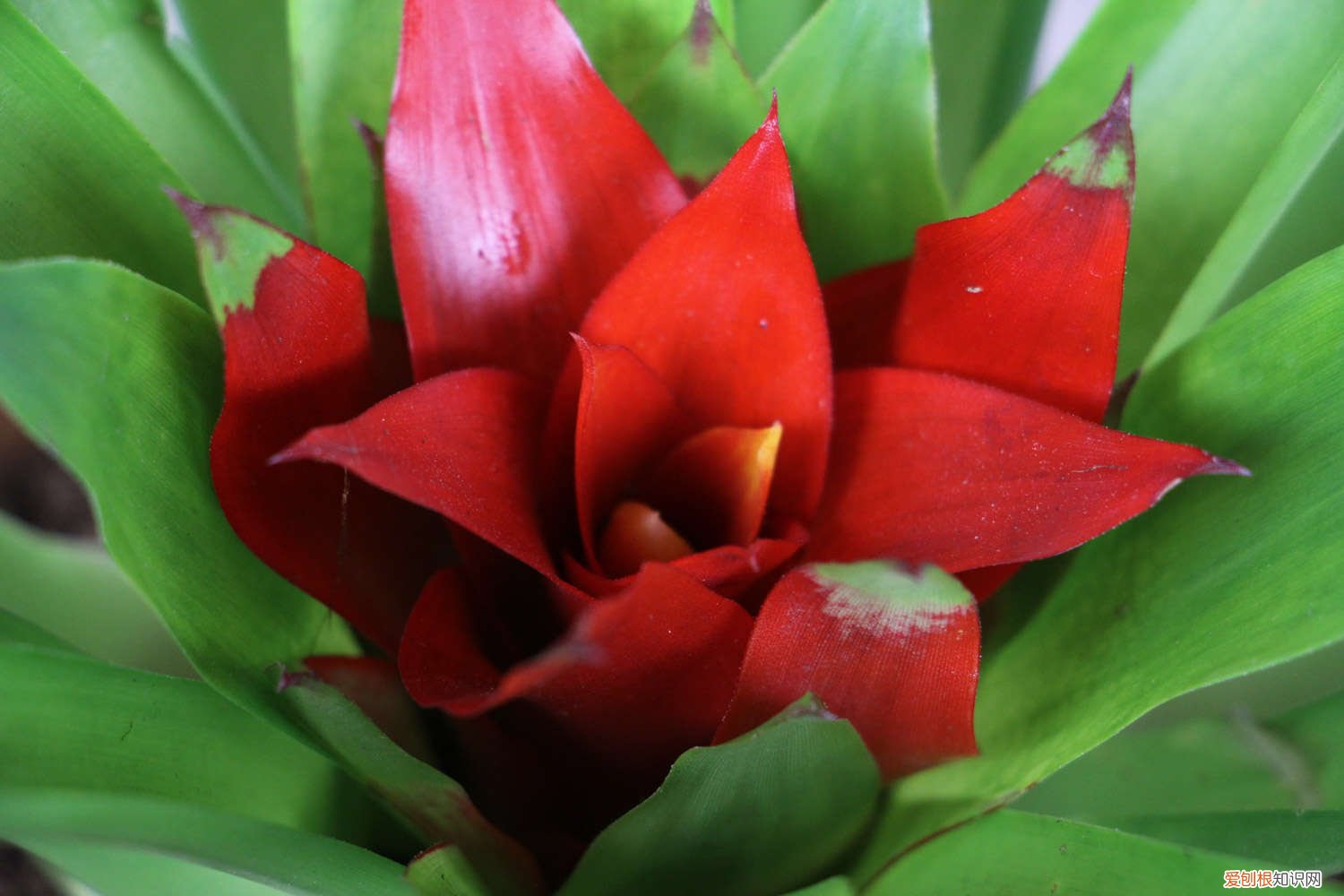 红运当头冬天会枯萎吗 红运当头冬天花怎么养，枯萎怎么办