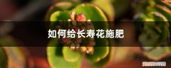 长寿花需要施什么肥 长寿花施肥方法，用什么肥好