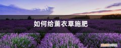 薰衣草需要多浇水吗 薰衣草施肥方法，用什么肥好