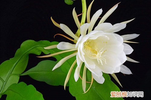 昙花怎么诱芽 有什么方法可以让昙花多长侧芽？注意这些小技巧，侧芽就能长得多