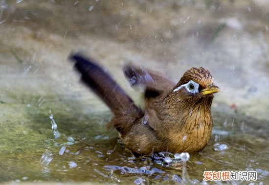 画眉鸟不洗澡如何补救，画眉鸟不洗澡有什么办法