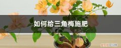 三角梅怎样施肥施什么肥 三角梅施肥方法，用什么肥好