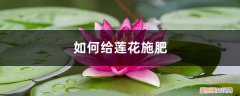 莲花施什么肥料 莲花施肥方法，用什么肥好